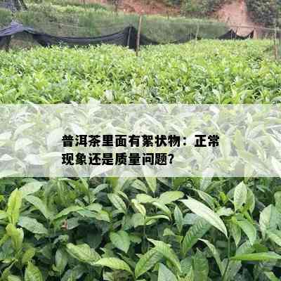 普洱茶里面有絮状物：正常现象还是质量问题？