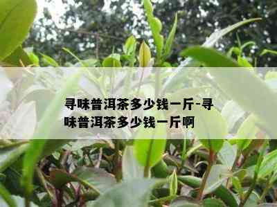 寻味普洱茶多少钱一斤-寻味普洱茶多少钱一斤啊