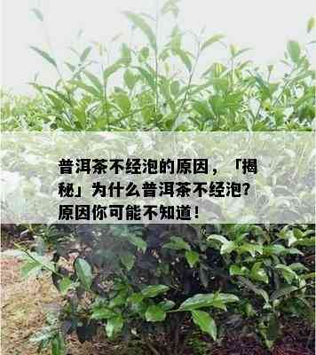 普洱茶不经泡的原因，「揭秘」为什么普洱茶不经泡？原因你可能不知道！