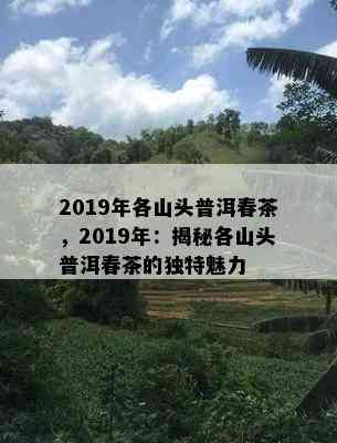 2019年各山头普洱春茶，2019年：揭秘各山头普洱春茶的独特魅力