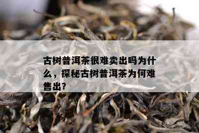 古树普洱茶很难卖出吗为什么，探秘古树普洱茶为何难售出？