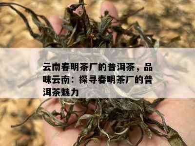 云南春明茶厂的普洱茶，品味云南：探寻春明茶厂的普洱茶魅力