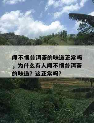 闻不惯普洱茶的味道正常吗，为什么有人闻不惯普洱茶的味道？这正常吗？