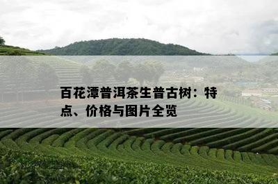 百花潭普洱茶生普古树：特点、价格与图片全览