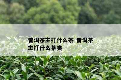 普洱茶主打什么茶-普洱茶主打什么茶类