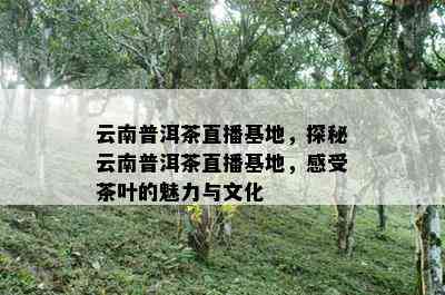 云南普洱茶直播基地，探秘云南普洱茶直播基地，感受茶叶的魅力与文化