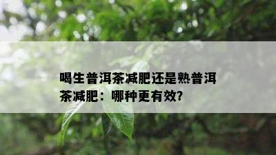 喝生普洱茶减肥还是熟普洱茶减肥：哪种更有效？