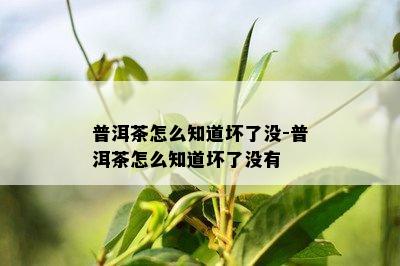 普洱茶怎么知道坏了没-普洱茶怎么知道坏了没有