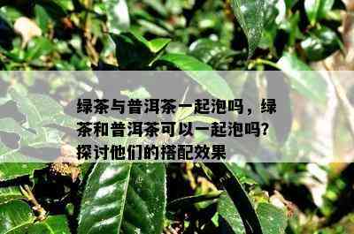 绿茶与普洱茶一起泡吗，绿茶和普洱茶可以一起泡吗？探讨他们的搭配效果