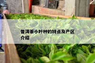 普洱茶小叶种的特点及产区介绍