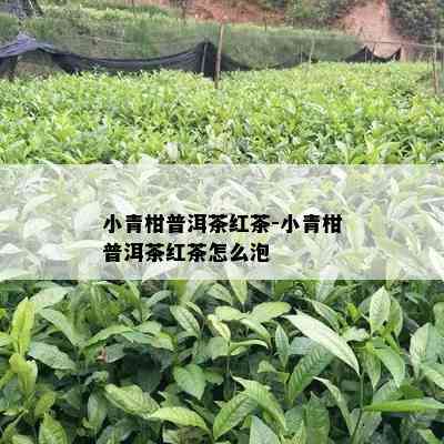 小青柑普洱茶红茶-小青柑普洱茶红茶怎么泡