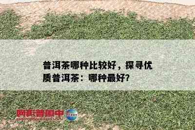 普洱茶哪种比较好，探寻优质普洱茶：哪种更好？