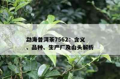 勐海普洱茶7562：含义、品种、生产厂及山头解析