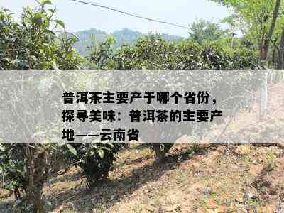 普洱茶主要产于哪个省份，探寻美味：普洱茶的主要产地——云南省