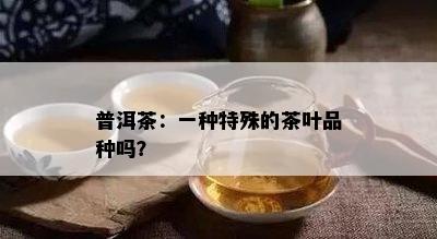 普洱茶：一种特殊的茶叶品种吗？