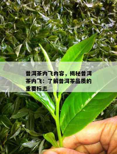 普洱茶内飞内容，揭秘普洱茶内飞：了解普洱茶品质的重要标志