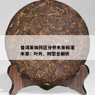 普洱茶如何区分乔木茶和灌木茶：叶片、树型全解析