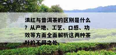 滇红与普洱茶的区别是什么？从产地、工艺、口感、功效等方面全面解析这两种茶叶的不同之处。