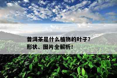 普洱茶是什么植物的叶子？形状、图片全解析！