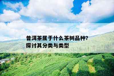 普洱茶属于什么茶树品种？探讨其分类与类型