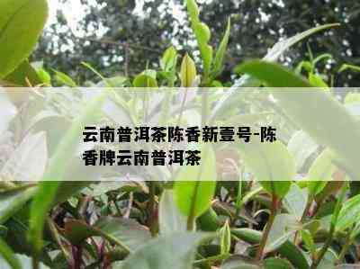 云南普洱茶陈香新壹号-陈香牌云南普洱茶