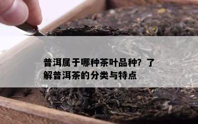 普洱属于哪种茶叶品种？了解普洱茶的分类与特点