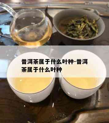 普洱茶属于什么叶种-普洱茶属于什么叶种