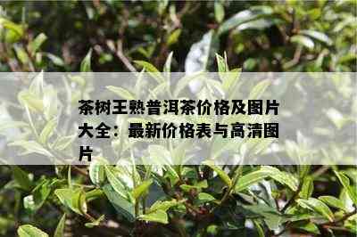 茶树王熟普洱茶价格及图片大全：最新价格表与高清图片