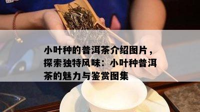 小叶种的普洱茶介绍图片，探索独特风味：小叶种普洱茶的魅力与鉴赏图集