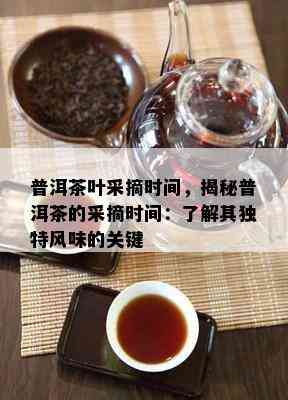 普洱茶叶采摘时间，揭秘普洱茶的采摘时间：了解其独特风味的关键