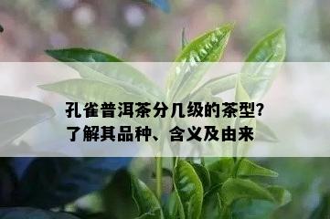 孔雀普洱茶分几级的茶型？了解其品种、含义及由来