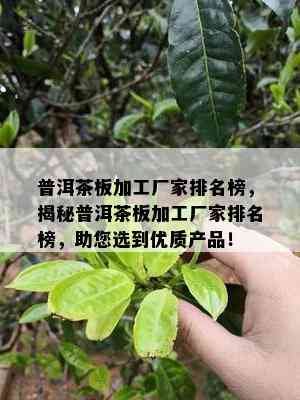 普洱茶板加工厂家排名榜，揭秘普洱茶板加工厂家排名榜，助您选到优质产品！