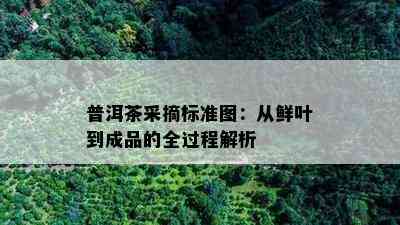 普洱茶采摘标准图：从鲜叶到成品的全过程解析