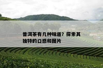 普洱茶有几种味道？探索其独特的口感和图片