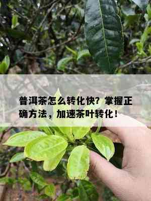 普洱茶怎么转化快？掌握正确方法，加速茶叶转化！