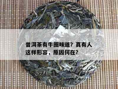 普洱茶有牛圈味道？真有人这样形容，原因何在？