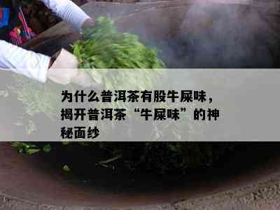 为什么普洱茶有股牛屎味，揭开普洱茶“牛屎味”的神秘面纱