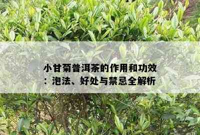 小甘菊普洱茶的作用和功效：泡法、好处与禁忌全解析