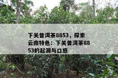 下关普洱茶8853，探索云南特色：下关普洱茶8853的起源与口感