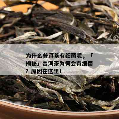 为什么普洱茶有细菌呢，「揭秘」普洱茶为何会有细菌？原因在这里！