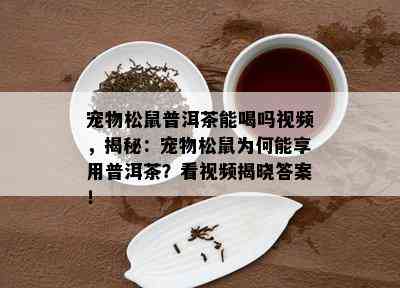 宠物松鼠普洱茶能喝吗视频，揭秘：宠物松鼠为何能享用普洱茶？看视频揭晓答案！