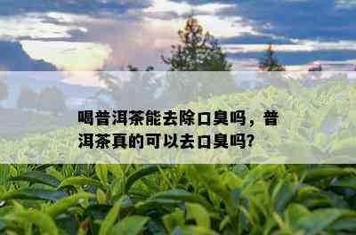 喝普洱茶能去除口臭吗，普洱茶真的可以去口臭吗？