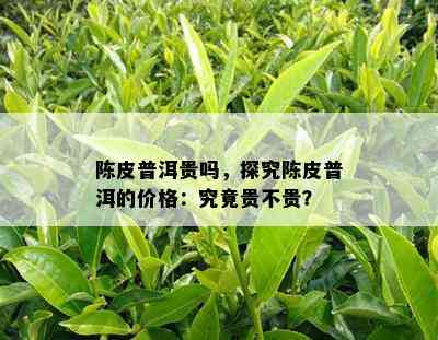 陈皮普洱贵吗，探究陈皮普洱的价格：究竟贵不贵？