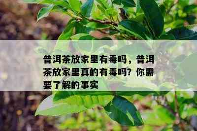 普洱茶放家里有吗，普洱茶放家里真的有吗？你需要了解的事实