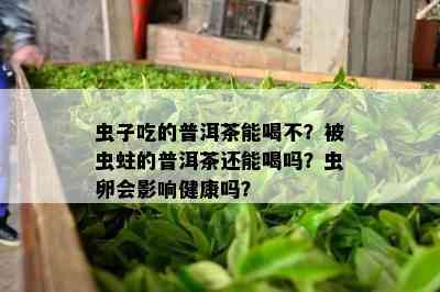 虫子吃的普洱茶能喝不？被虫蛀的普洱茶还能喝吗？虫卵会影响健康吗？