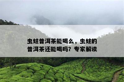 虫蛀普洱茶能喝么，虫蛀的普洱茶还能喝吗？专家解读