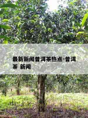 最新新闻普洱茶热点-普洱茶 新闻