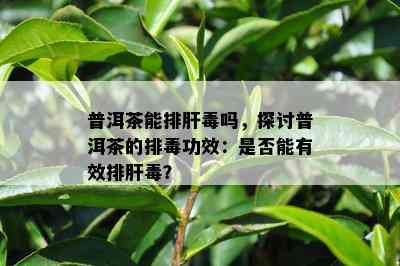 普洱茶能排肝吗，探讨普洱茶的排功效：是否能有效排肝？