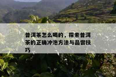 普洱茶怎么喝的，探索普洱茶的正确冲泡方法与品尝技巧