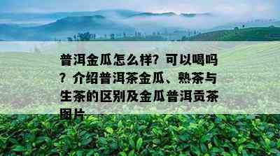 普洱金瓜怎么样？可以喝吗？介绍普洱茶金瓜、熟茶与生茶的区别及金瓜普洱贡茶图片